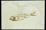 Bargain, Fossil Fish (Knightia) - Wyoming #126016-1